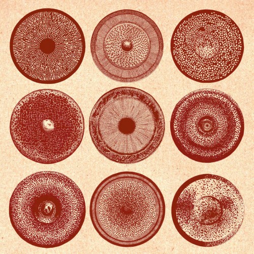 Spilla (LP)