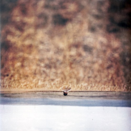 Hands That Bind (LP)