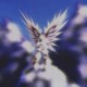 Viragezero (LP)
