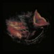 Nobody's Coming To Save You (LP) couleur