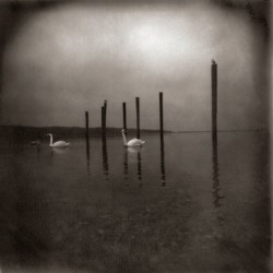 Conference Of The Birds (LP)
