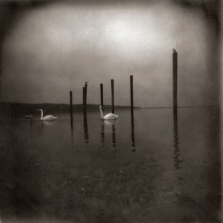 Conference Of The Birds (LP)