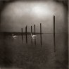 Conference Of The Birds (LP)
